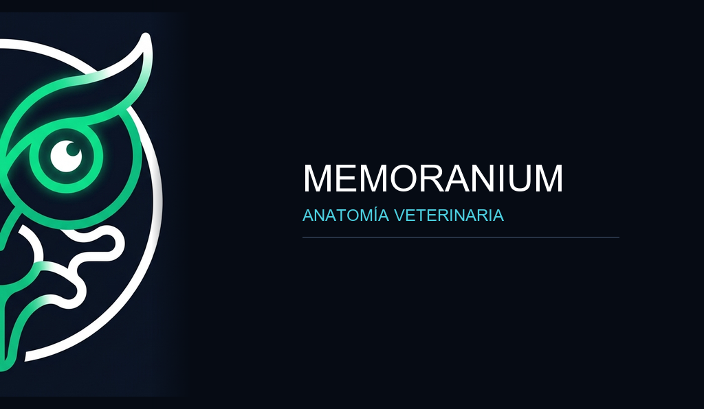 Memoranium • Anatomía Veterinaria